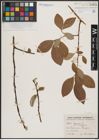 Foto von Salix caprea L.
